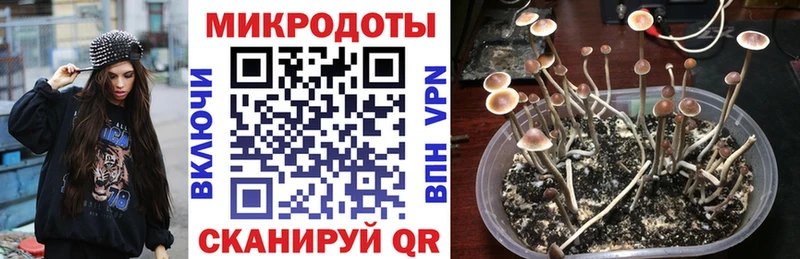 наркотики Ревда Галлюциногенные грибы Psilocybine cubensis